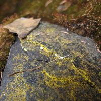 020909-centennial park-042